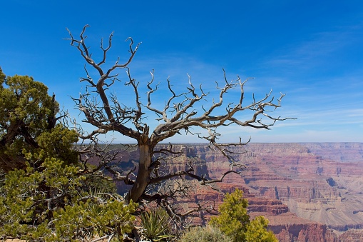 A dead tree on the edge of the Grand Canyon, Arizona.