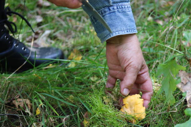istock Chanterelle, a yellow mushroom growing in the forest 1695912414