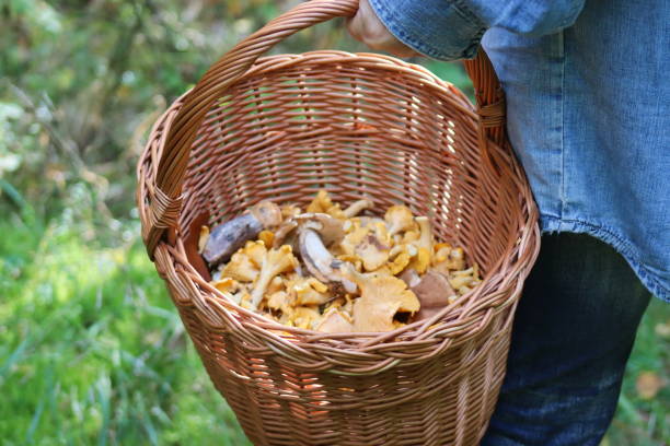 istock Chanterelle, a yellow mushroom growing in the forest 1695914357