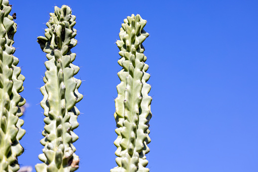 Three large cactuses against clear blue sky background with copy space, full frame horizontal composition