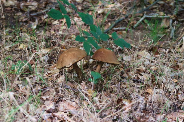 istock Boots, mushrooms grow in the forest 1695919232
