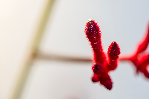 Closeup beautiful red Kangaroo Paw in sunlight, white background with copy space, full frame horizontal composition