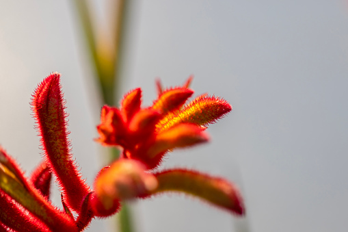 Closeup beautiful red Kangaroo Paw in sunlight, white background with copy space, full frame horizontal composition
