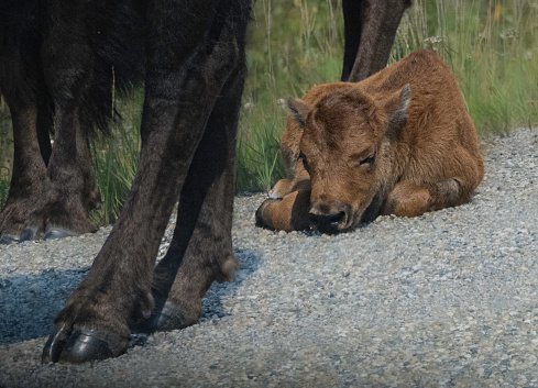 Wood bison baby on the Alaska Highway in Canada