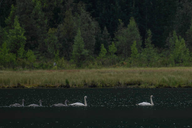 istock Swan Family on Lake 1695951229