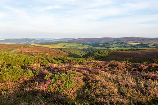 Landscape in the Wicklow Mountains: A Picture-Perfect Scene of Nature, Tranquil Valleys, and Endless Beauty in County Wicklow.