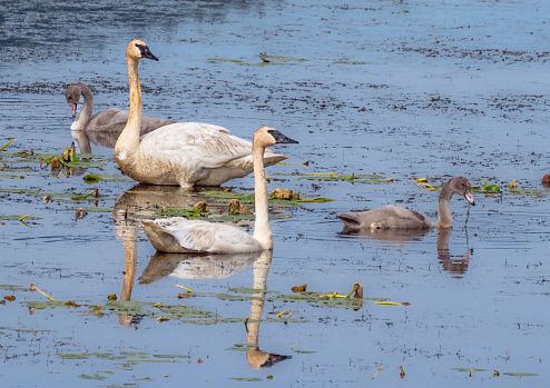 Trumpeter Swan family on a lake