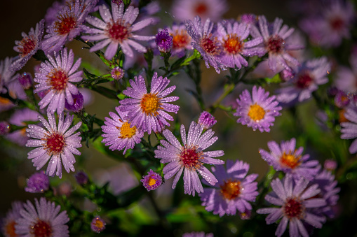 Asters and chrysanthemum, Germany, Eifel.