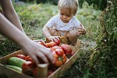 Picking ripe vegetables from our garden