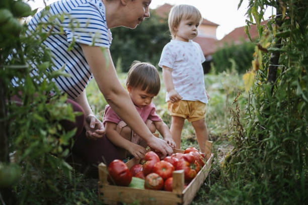 istock Picking vegetables from our garden 1695966746