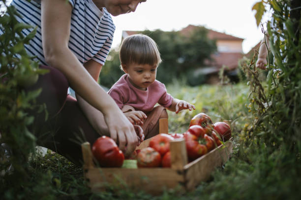 istock Picking vegetables from our garden 1695966781