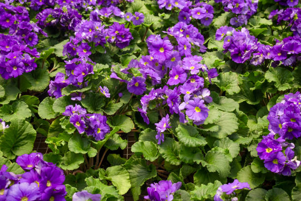 istock Beautiful of spring primroses flowers (primula polyanthus or Perennial primrose) 1695973986