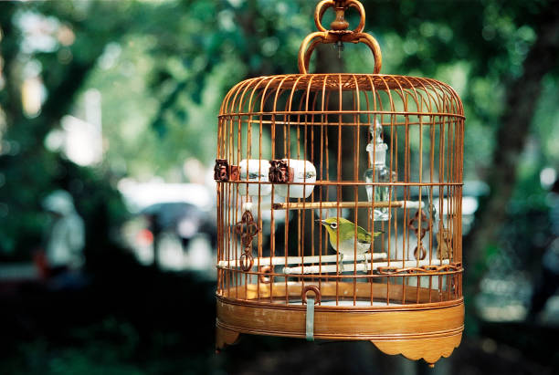 istock Japanese Bush Warbler in Cage 1695976604