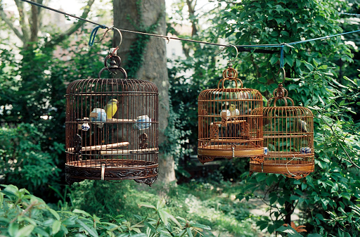 Japanese Bush Warbler in cages in China