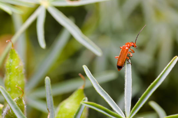 Common red soldier beetle sitting on lubin leaf A common red soldier beetle (Rhagonycha fulva) sitting on a lupine leaf with pods in the background. another name for the insect: bloodsucker, hogweed bonking beetle. rhagonycha fulva stock pictures, royalty-free photos & images