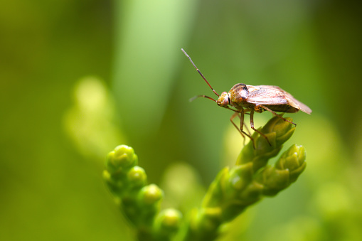 Lygus bug from Miridae falmily sitting on green leaves at blurry background.
