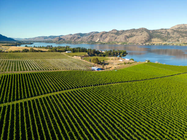 istock Okanagan Valley British Columbia Winery Vineyard Landscape 1696010496