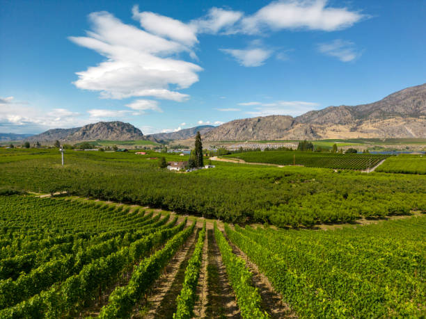 istock Okanagan Valley British Columbia Winery Vineyard Landscape 1696012860