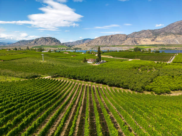 istock Okanagan Valley British Columbia Winery Vineyard Landscape 1696013974