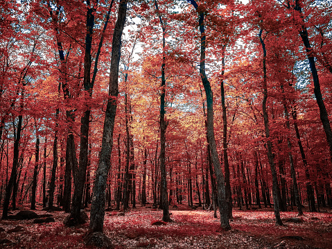Red Maple Tree Forest in Autumn