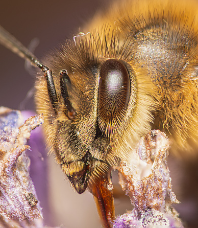 Honeybee closeup, tongue, eye, hairs.