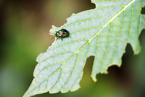 Ladybug extreme closeup