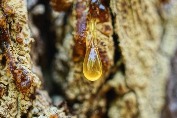 one yellow drop on a brown wooden slice of pine tree one yellow drop on a brown wooden slice of pine tree in nature tree resin stock pictures, royalty-free photos & images