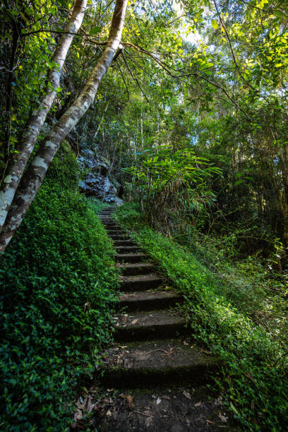 istock Kondalilla National Park in Queensland Australia 1696101800