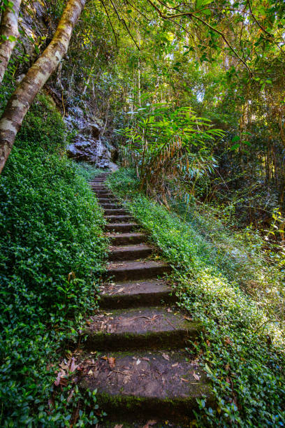 istock Kondalilla National Park in Queensland Australia 1696101805