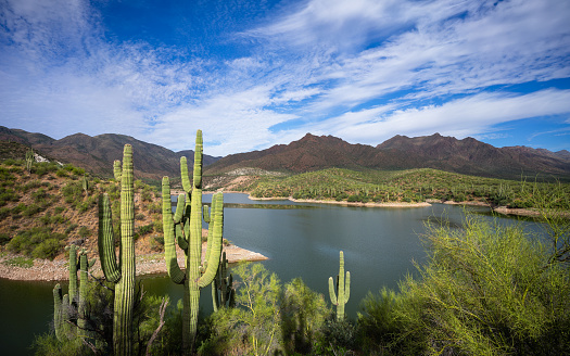 Saguaro cactus reflects on the secluded shores of Horseshoe Reservoir in Tonto National Forest