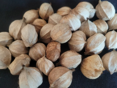 Light brown shagbark hickory nuts are harvested in September in Southern Indiana.