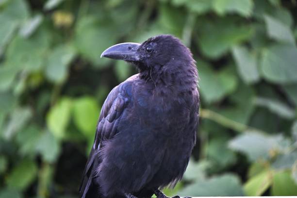 istock A crow. Background material of wild birds in nature. 1696109322