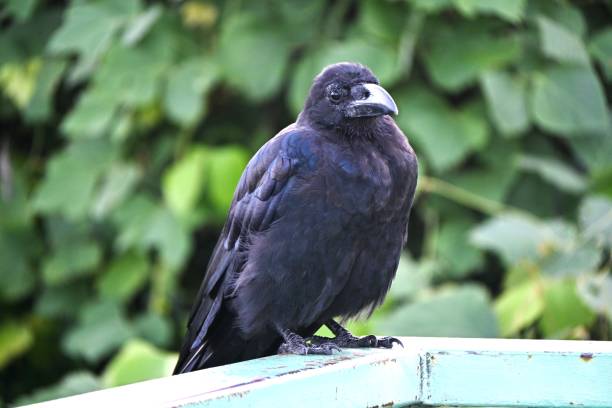 istock A crow. Background material of wild birds in nature. 1696109324