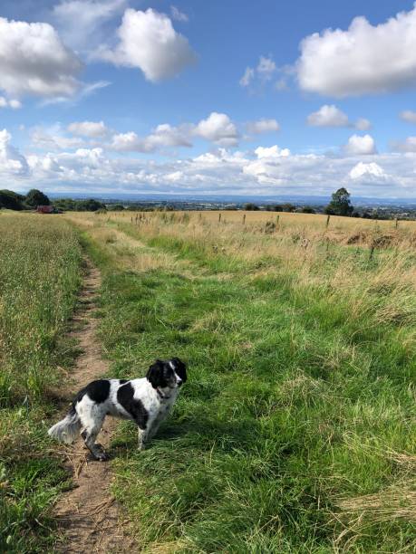 istock Cocker Spaniel outdoors in summertime, North Yorkshire, England, United Kingdom 1696117584