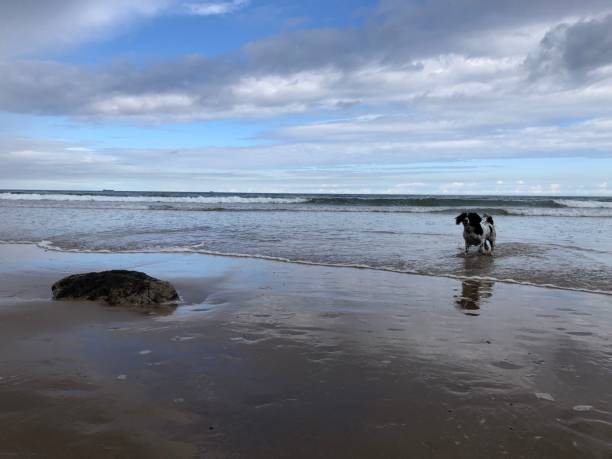 istock Cocker Spaniel outdoors at the beach, North Yorkshire, England, United Kingdom 1696118109