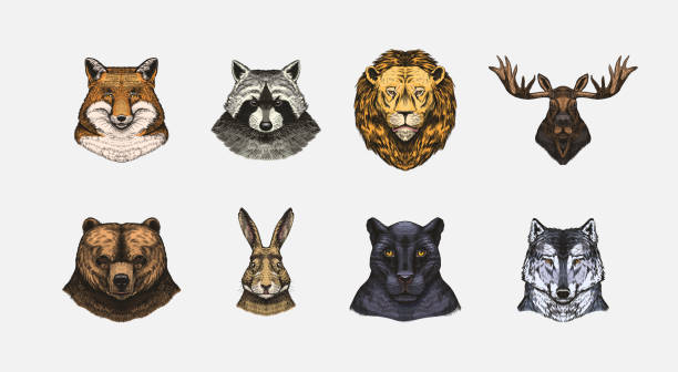 istock Fox and raccoon, dog Deer and hare, panther and wolf monkey Polar bear and lion, Brown bear and bull.. Animal in vintage style. Retro vector illustration. Doodle style. Hand drawn engraved sketch 1696118639