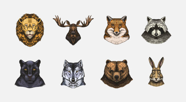 istock Fox and raccoon, dog Deer and hare, panther and wolf monkey Polar bear and lion, Brown bear and bull.. Animal in vintage style. Retro vector illustration. Doodle style. Hand drawn engraved sketch 1696119667
