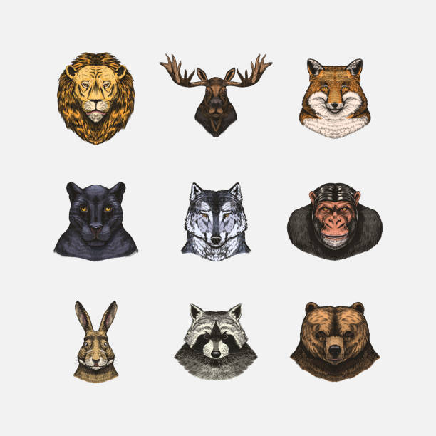 istock Fox and raccoon, dog Deer and hare, panther and wolf monkey Polar bear and lion, Brown bear and bull.. Animal in vintage style. Retro vector illustration. Doodle style. Hand drawn engraved sketch 1696120696