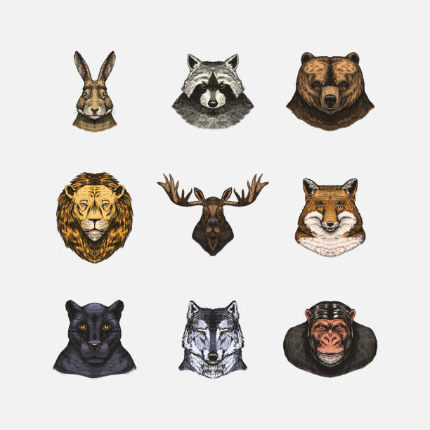 istock Fox and raccoon, dog Deer and hare, panther and wolf monkey Polar bear and lion, Brown bear and bull.. Animal in vintage style. Retro vector illustration. Doodle style. Hand drawn engraved sketch 1696121739