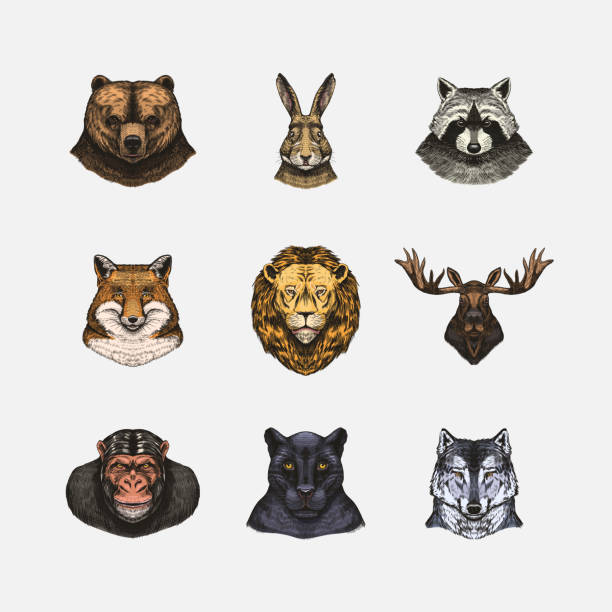 istock Fox and raccoon, dog Deer and hare, panther and wolf monkey Polar bear and lion, Brown bear and bull.. Animal in vintage style. Retro vector illustration. Doodle style. Hand drawn engraved sketch 1696122795