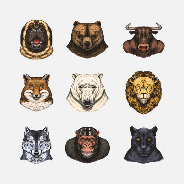 istock Fox and raccoon, dog Deer and hare, panther and wolf monkey Polar bear and lion, Brown bear and bull.. Animal in vintage style. Retro vector illustration. Doodle style. Hand drawn engraved sketch 1696124375