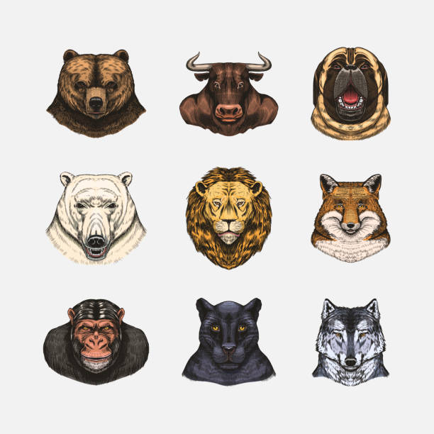 istock Fox and raccoon, dog Deer and hare, panther and wolf monkey Polar bear and lion, Brown bear and bull.. Animal in vintage style. Retro vector illustration. Doodle style. Hand drawn engraved sketch 1696125440