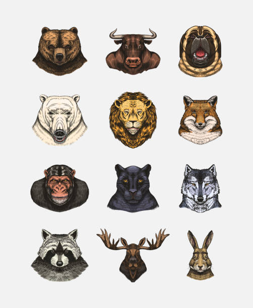 istock Fox and raccoon, dog Deer and hare, panther and wolf monkey Polar bear and lion, Brown bear and bull.. Animal in vintage style. Retro vector illustration. Doodle style. Hand drawn engraved sketch 1696126505