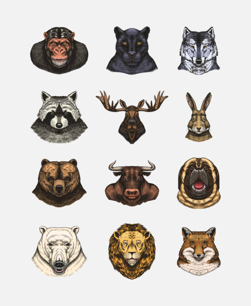 istock Fox and raccoon, dog Deer and hare, panther and wolf monkey Polar bear and lion, Brown bear and bull.. Animal in vintage style. Retro vector illustration. Doodle style. Hand drawn engraved sketch 1696127582
