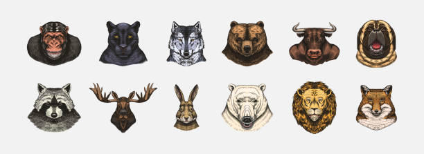 istock Fox and raccoon, dog Deer and hare, panther and wolf monkey Polar bear and lion, Brown bear and bull.. Animal in vintage style. Retro vector illustration. Doodle style. Hand drawn engraved sketch 1696128604