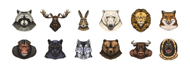 istock Fox and raccoon, dog Deer and hare, panther and wolf monkey Polar bear and lion, Brown bear and bull.. Animal in vintage style. Retro vector illustration. Doodle style. Hand drawn engraved sketch 1696129141