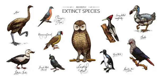 Vector illustration of Extinct species. Wild mammal animals and birds.Dodo. Moa Passenger pigeon Great auk. Penguin. Mascarene parrot. Labrador duck. Laughing owl. Hand drawn vector engraved sketch. Graphic vintage style.