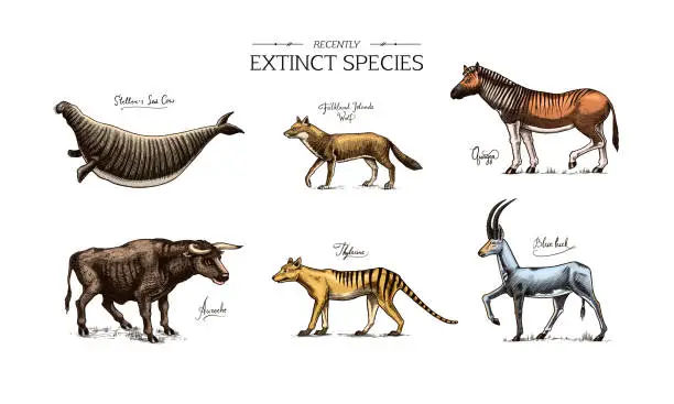 Vector illustration of Extinct species. Wild mammal animals and birds. Tasmanian wolf, Quagga. Aurochs. Blue antelope. Steller's sea cow. Hand drawn vector engraved sketch. Graphic vintage style.