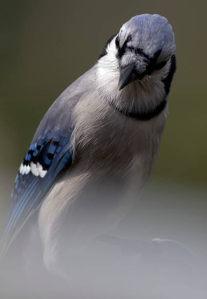 istock A Bluejay in the morning mist 1696147711