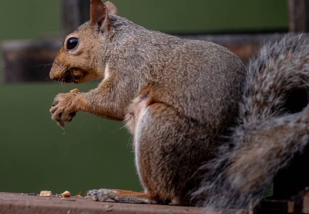 istock A pesky squirrel on the bird feeder 1696148154